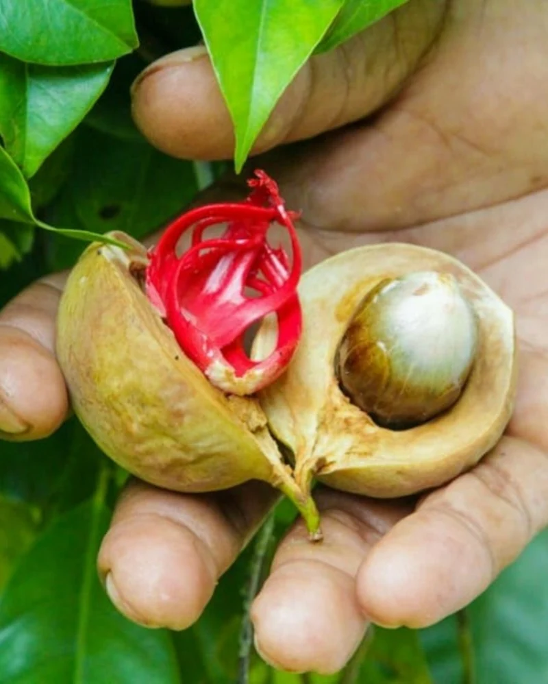 Nutmeg Tree Seeds