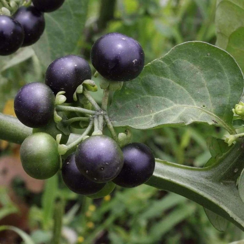 Garden Huckleberry Fruit Seeds
