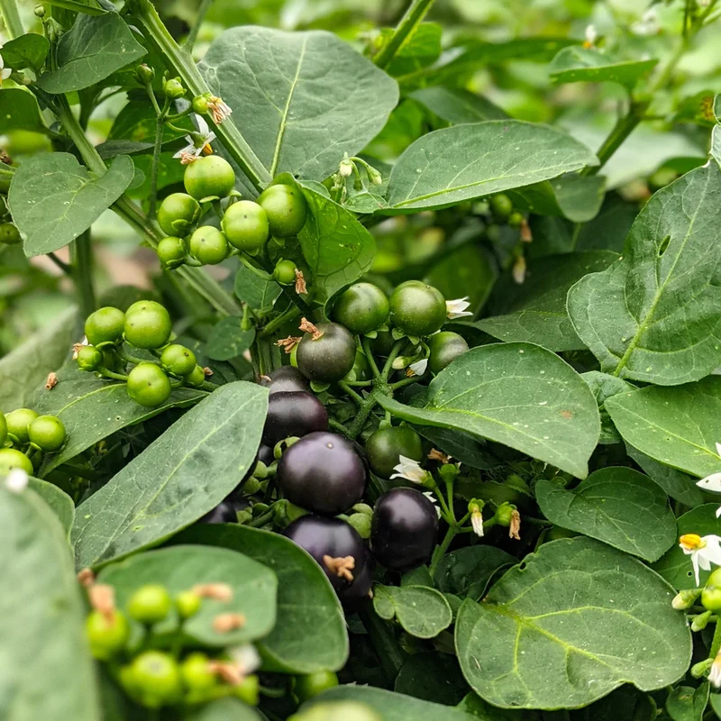 Garden Huckleberry Fruit Seeds