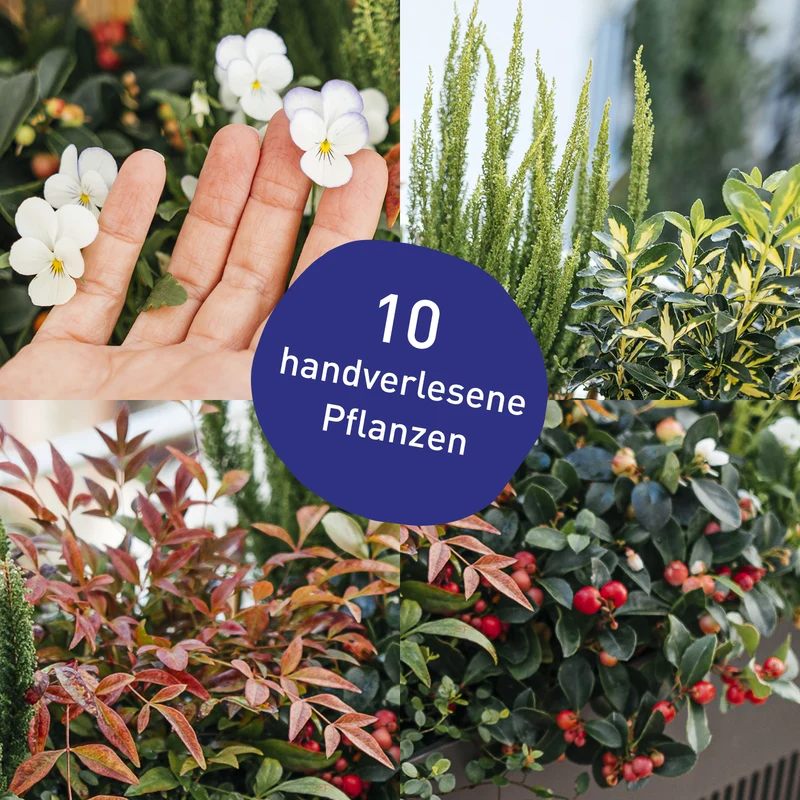 Balkonbox Evergreen Elegance