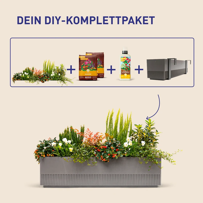 Balkonbox Evergreen Elegance