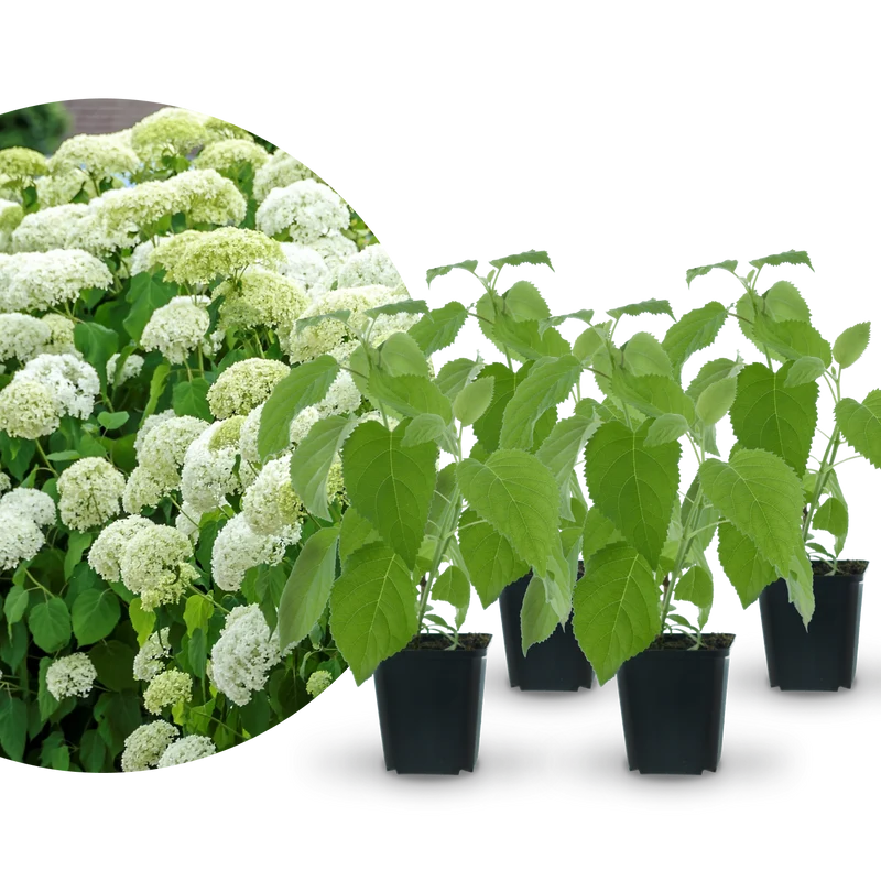 Ballhortensien-Hecke 'Annabelle' (4er Set)