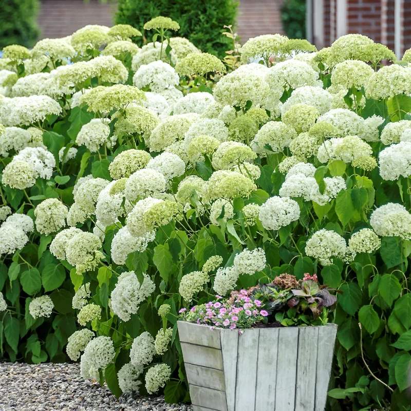 Ballhortensien-Hecke 'Annabelle' (4er Set)