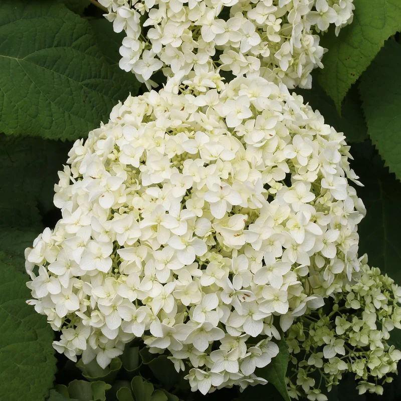 Ballhortensien-Hecke 'Annabelle' (4er Set)