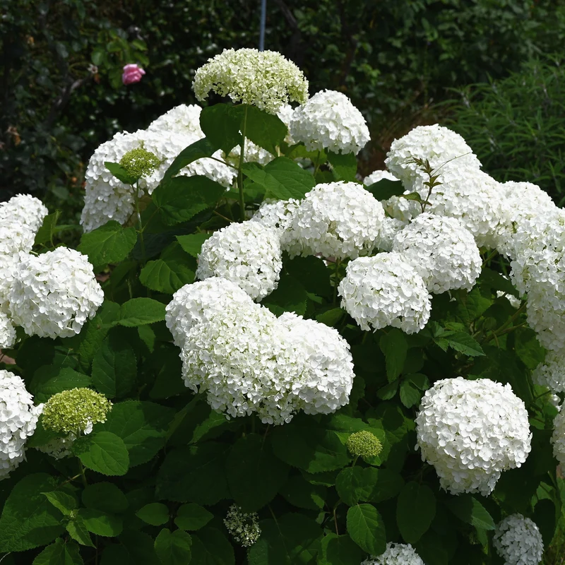 Ballhortensien-Hecke 'Annabelle' (4er Set)