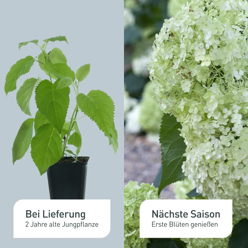 Ballhortensien-Hecke 'Annabelle' (4er Set)