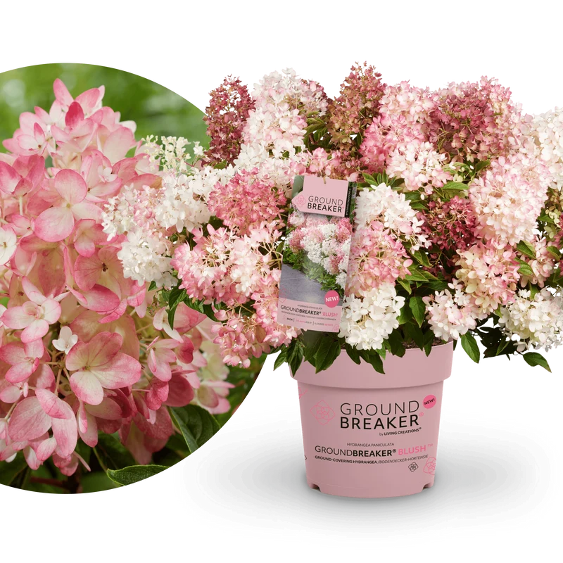 Niedrige Hortensie Groundbreaker® 'Blush'