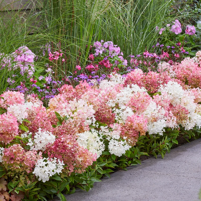 Niedrige Hortensie Groundbreaker® 'Blush'