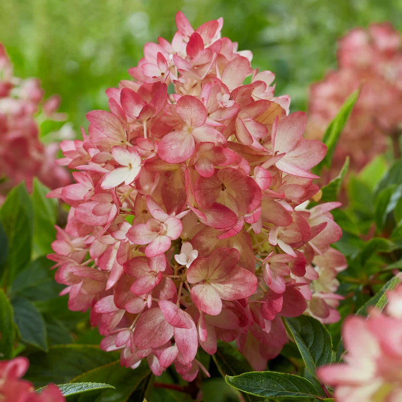 Niedrige Hortensie Groundbreaker® 'Blush'