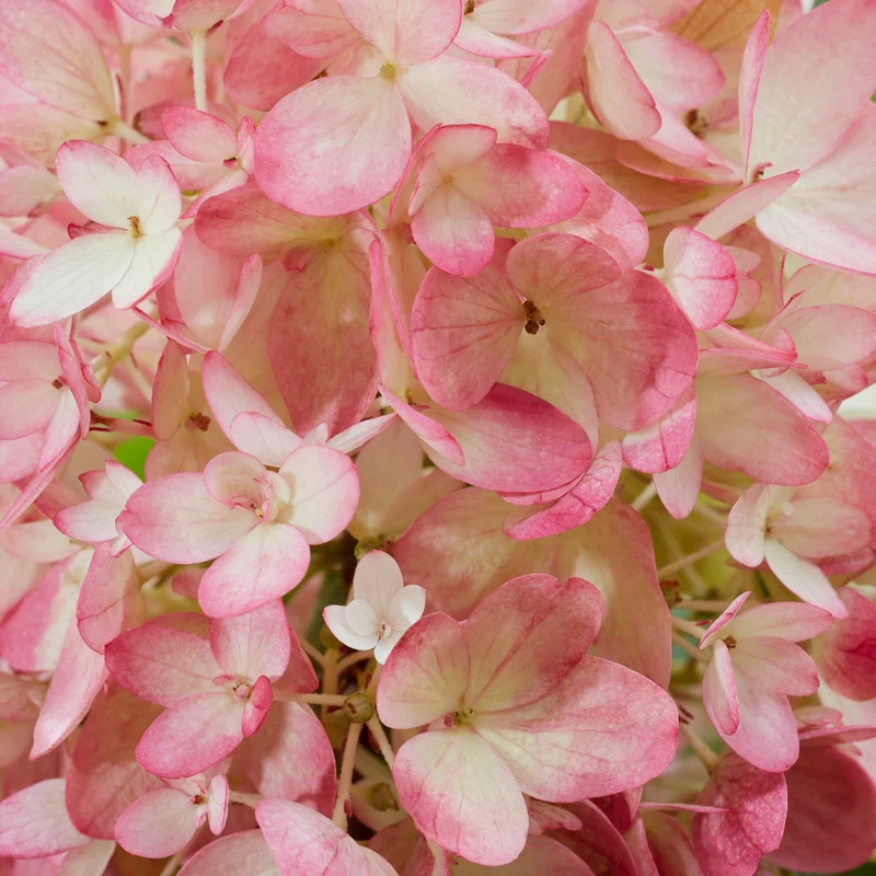 Niedrige Hortensie Groundbreaker® 'Blush'