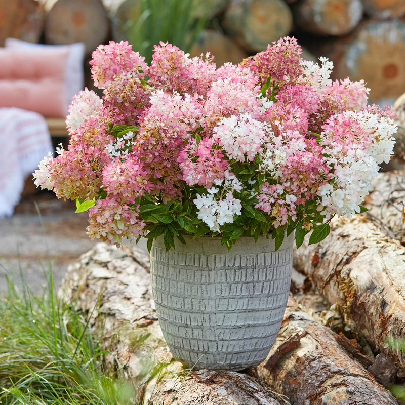 Niedrige Hortensie Groundbreaker® 'Blush'