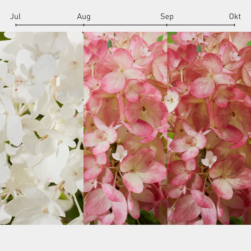 Niedrige Hortensie Groundbreaker® 'Blush'