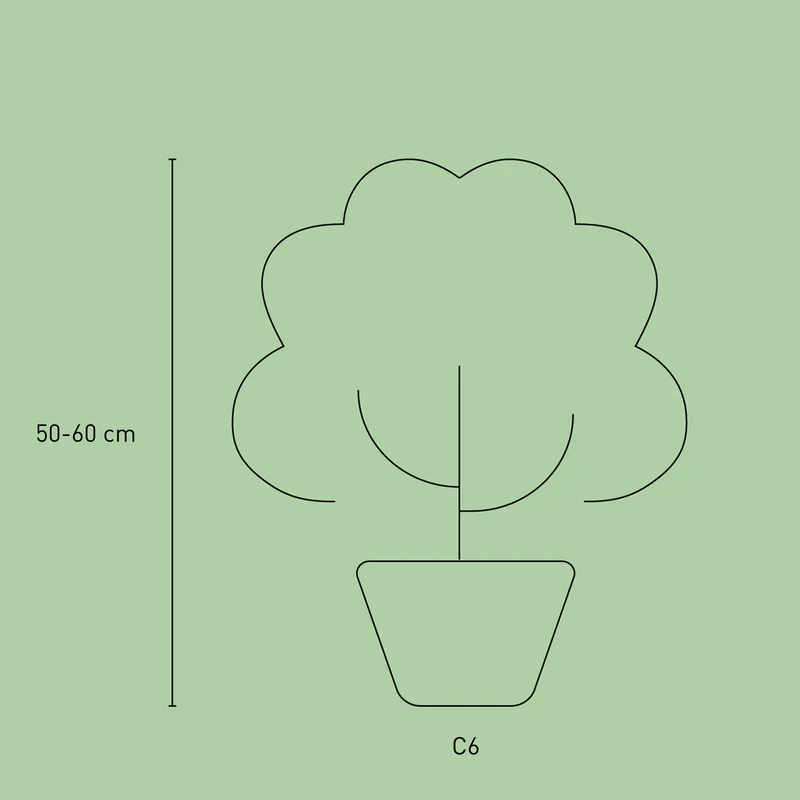 Niedrige Hortensie Groundbreaker® 'Blush'