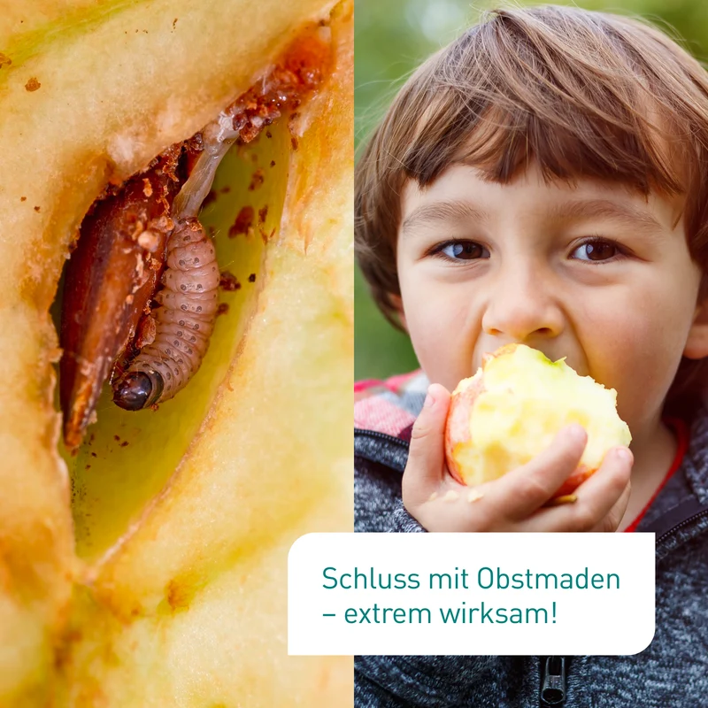 SF-Nematoden gegen Apfelwickler & Pflaumenwickler