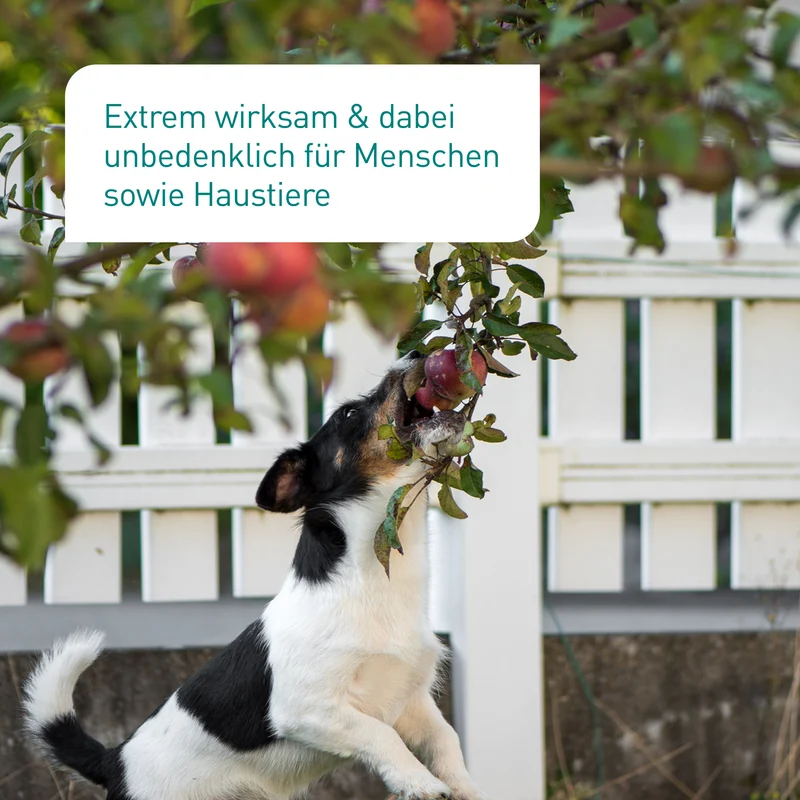 SF-Nematoden gegen Apfelwickler & Pflaumenwickler