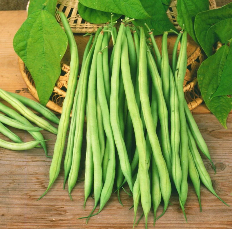Bio-Buschbohne 'Elmoro'