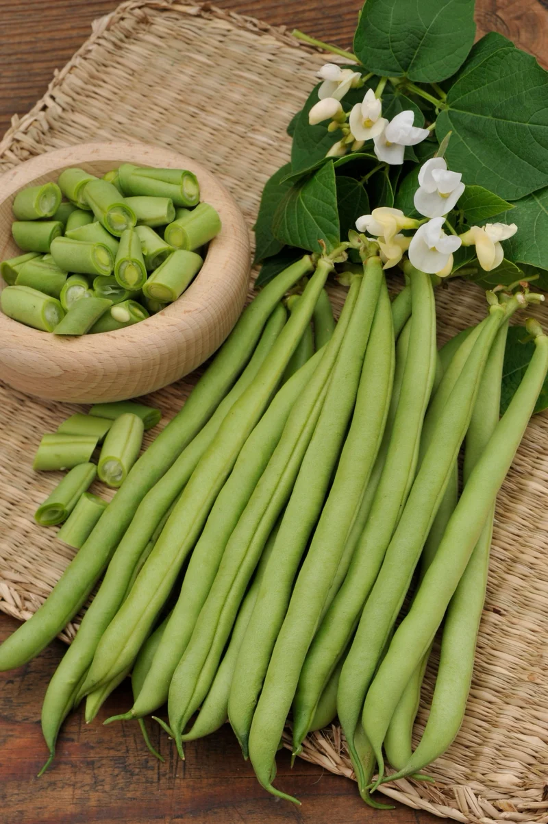 Bio-Stangenbohne 'Neckarkönigin' Grün