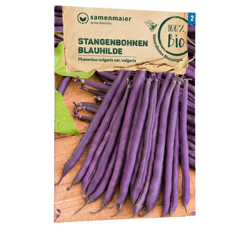 Bio-Stangenbohne 'Blauhilde'