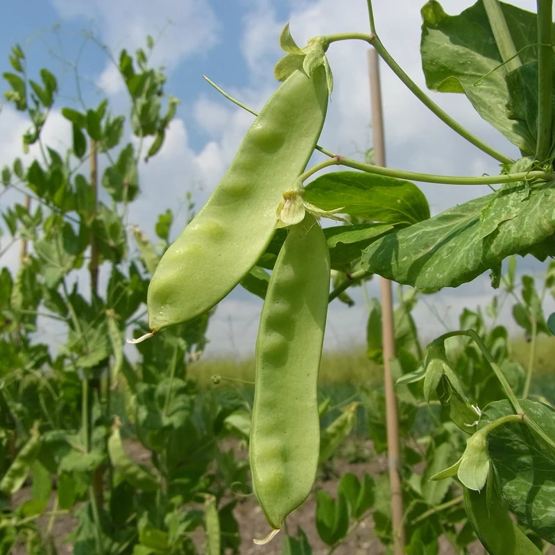 Bio-Winterzuckererbse 'Frieda Welten'