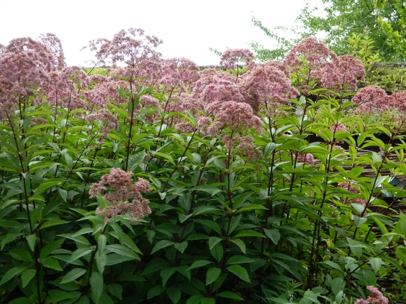 Lebermoos (Eupatorium mac. 'Atropurpureum')