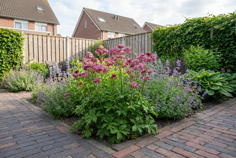 Zeeland-Knopf (Astrantia major 'Lars')