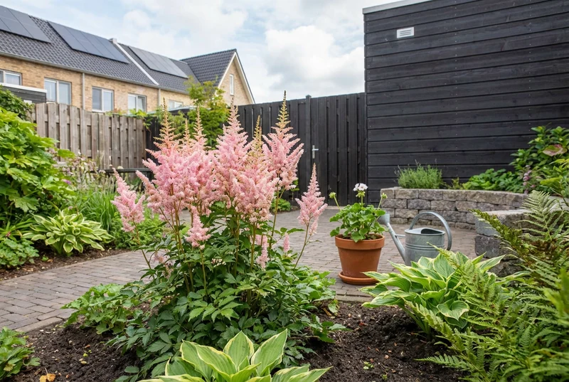 Spirea (Astilbe (S) 'Sprite')