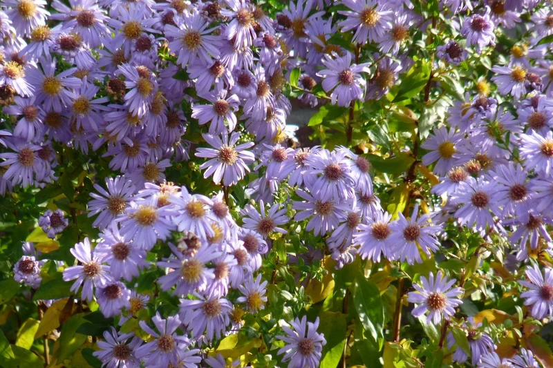 Zwergaster (Aster ageratoides 'Asran')