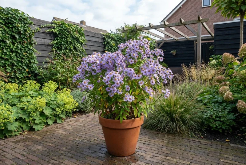 Zwergaster (Aster ageratoides 'Asran')