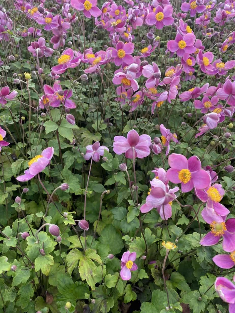 Japanische Anemone (Anemone hup. 'Königin Charlotte')