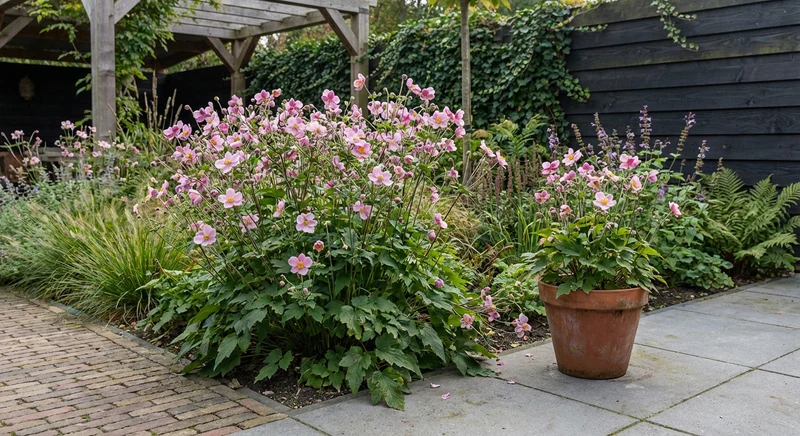 Japanische Anemone (Anemone hup. 'Königin Charlotte')
