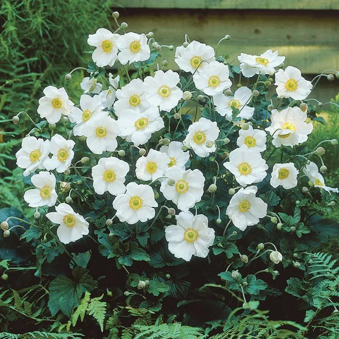 Japanische Anemone (Anemone hup. 'Honorine Jobert')