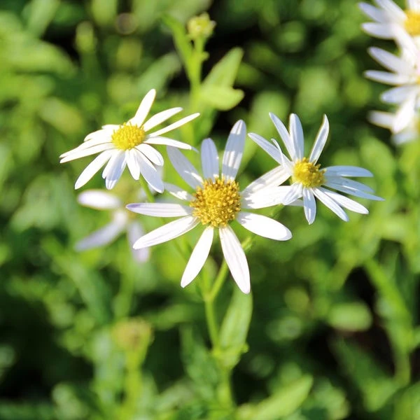 Sommeraster (Kalimeris incisa 'Alba')