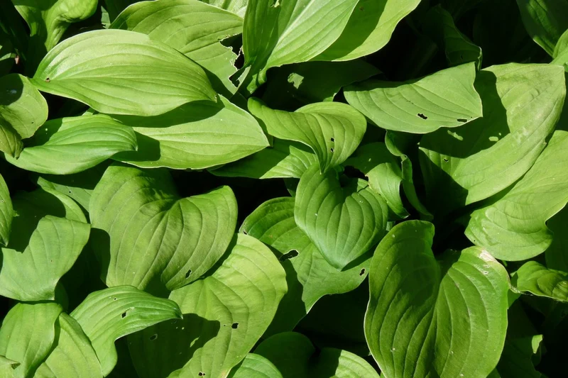 Herzlilie (Hosta sieboldii 'Snowflakes')