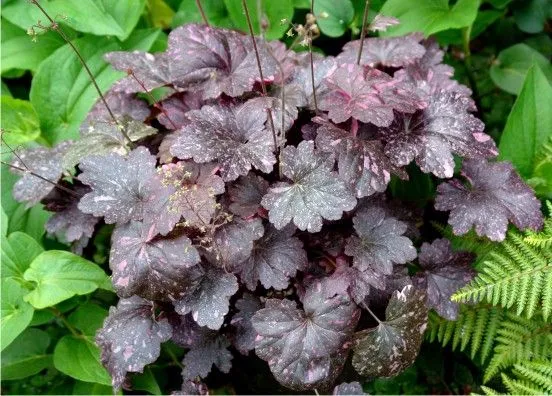 Purpurglöckchen (Heuchera 'Midnight Rose')