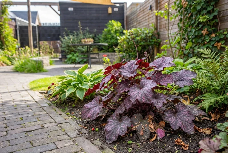Purpurglöckchen (Heuchera 'Midnight Rose')