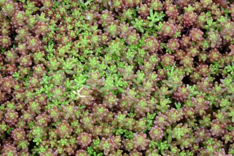 Fetthenne (Sedum album)