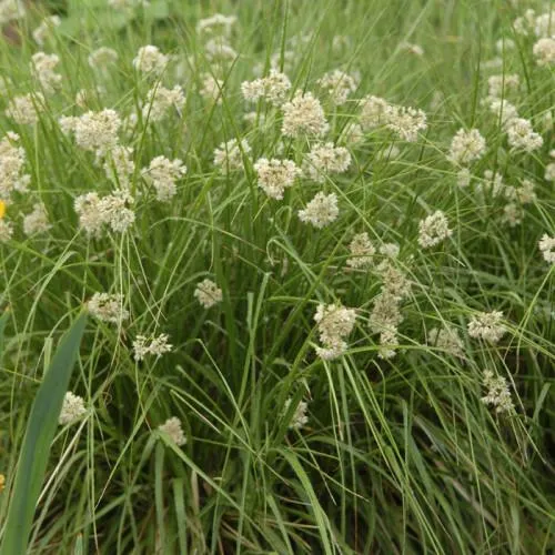 Holzbinse (Luzula nivea)