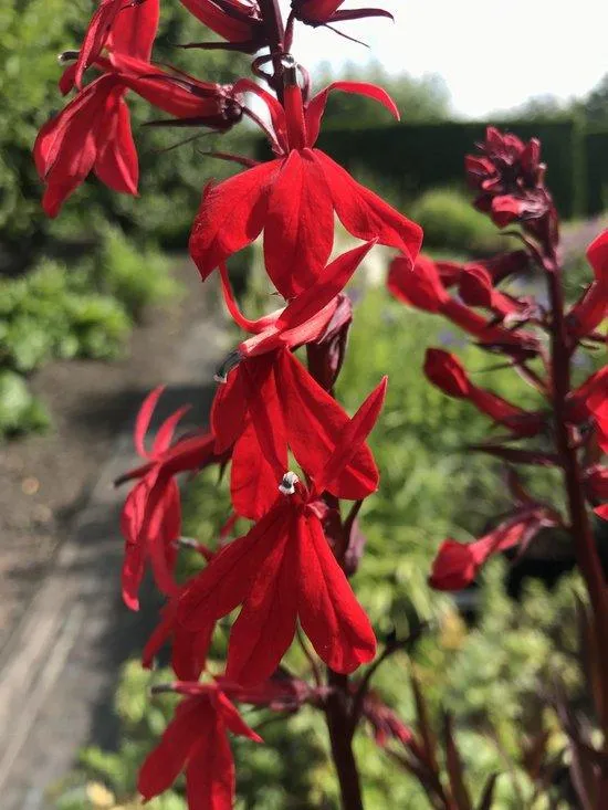 Gartenlobelie (Lobelia fulgens 'Queen Victoria')