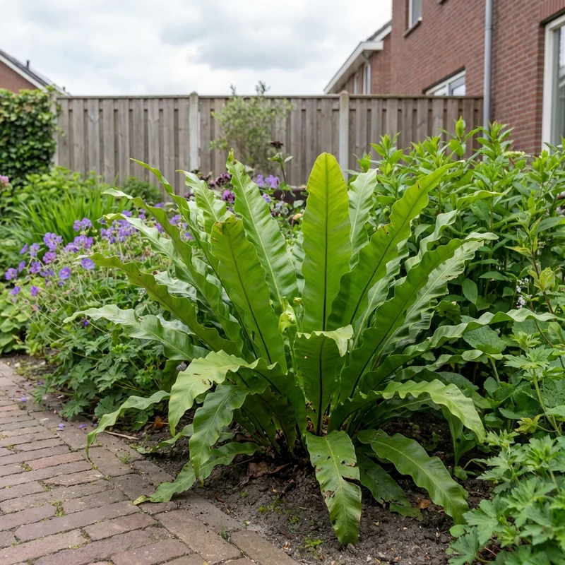 Seezungenfarn (Asplenium scolopendrium)