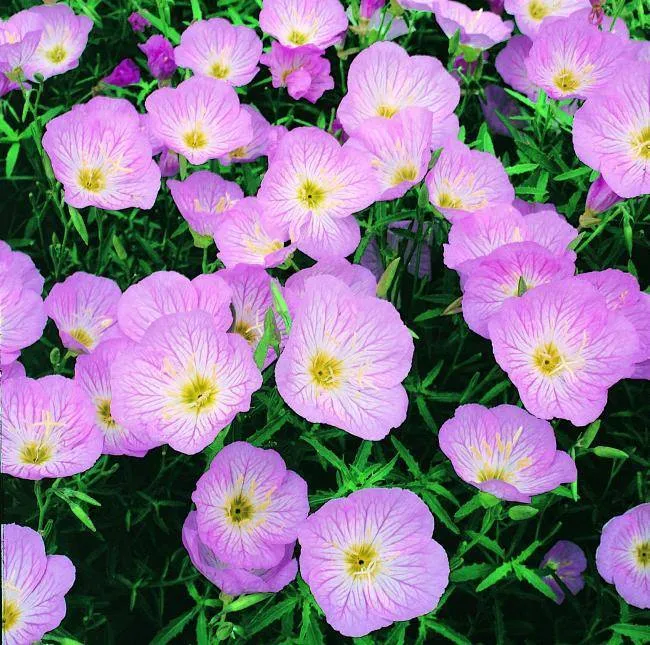 Nachtkerze (Oenothera speciosa 'Siskiyou')
