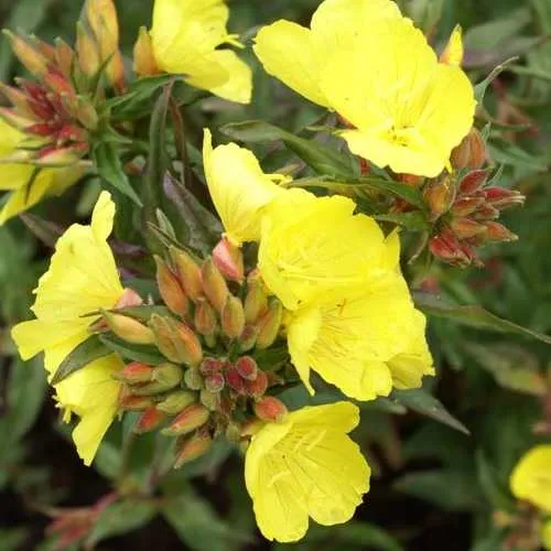 Nachtkerze (Oenothera fruticosa ssp. Glauca)