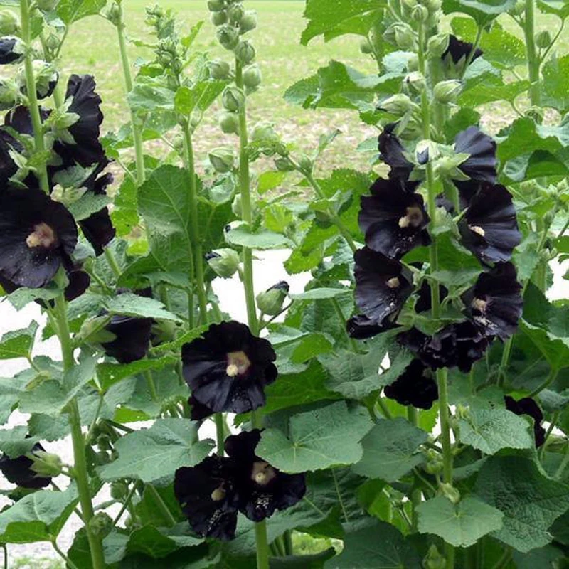 Stockrose (Alcea rosea 'Nigra')