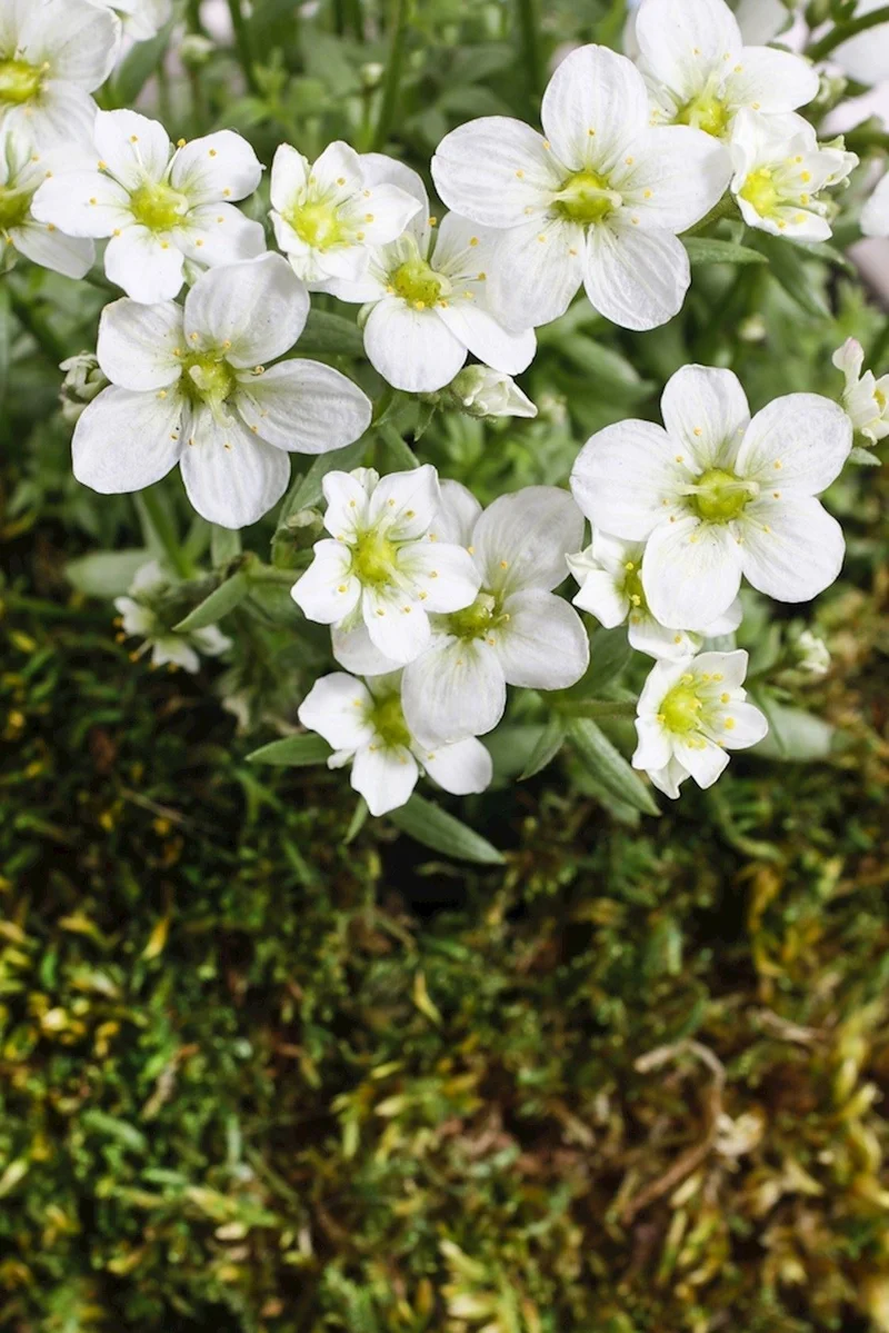 Moos-Steinbrech (Saxifraga (A) 'Schneeteppich')
