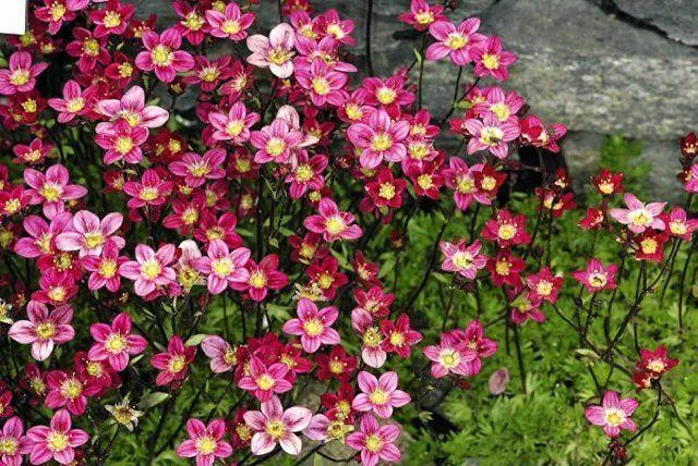 Moos-Steinbrech (Saxifraga (A) 'Blütenteppich')