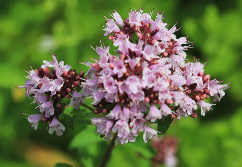 Majoran (Origanum vulgare 'Aureum')