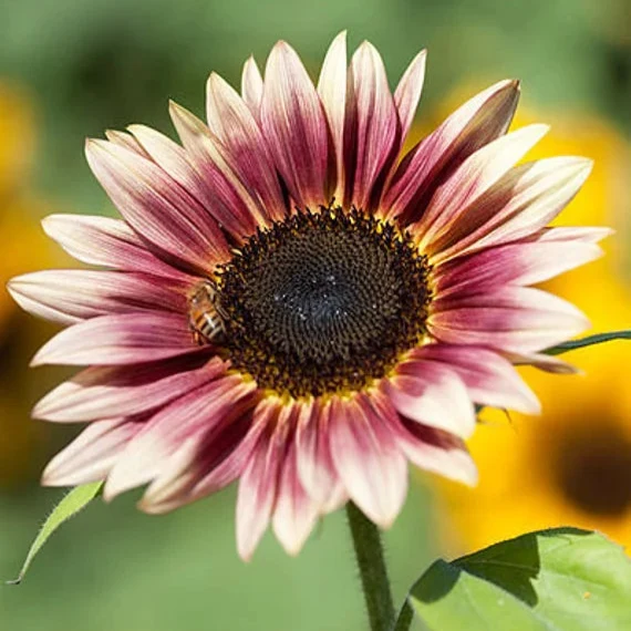 Sunflower Seeds (Strawberry Blonde Sunflower Seeds) - Unique Rose-Tinted Blooms for Gardens
