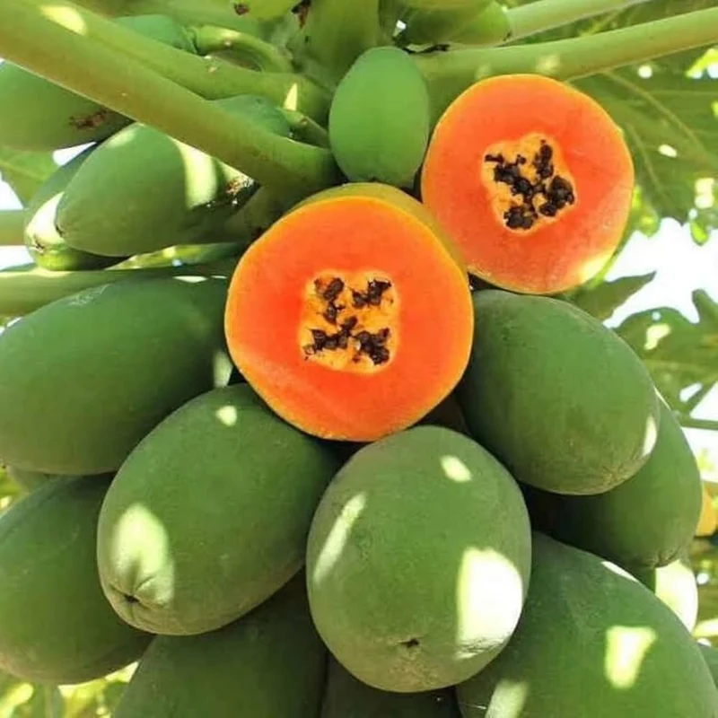 Solo Papaya Seeds for Planting – High-Yield, Sweet Tropical Fruit