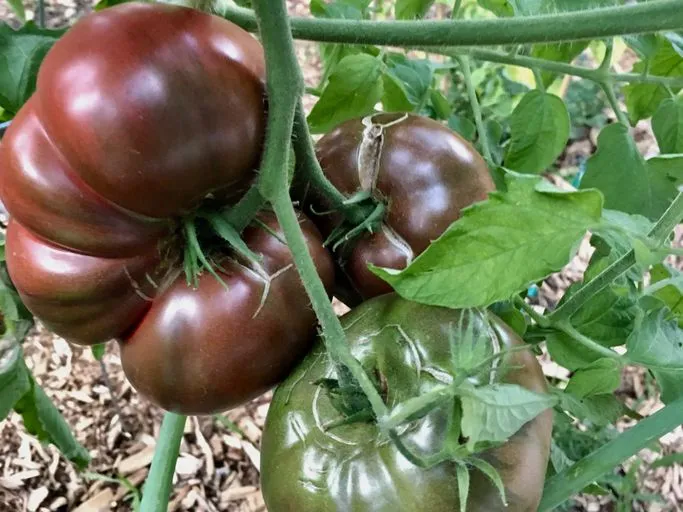 Cherokee Purple Tomato Seeds – Heirloom, Juicy & Rich Flavor