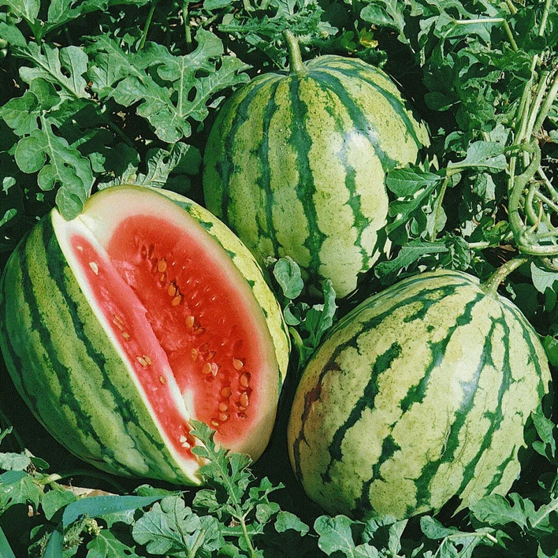 Dixie Queen Watermelon Seeds