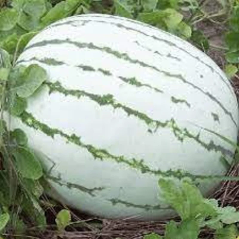 Dixie Queen Watermelon Seeds